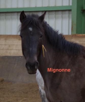 poney bouc bel air